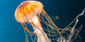 5-samih-opasnih-meduz