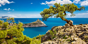 Pine on the cliff, sea, Crimea