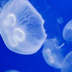 neveselie-meduzi