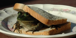 Frog Sandwich