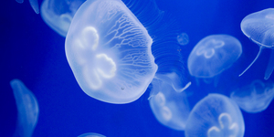 Невеселые медузы