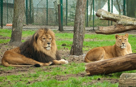 Львы в сафари-парке «Тайган»
