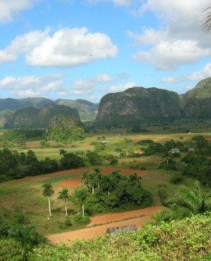 Растительность долины Виньялес на Кубе