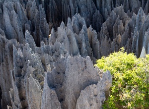 Цинги, каменный лес в Мадагаскаре
